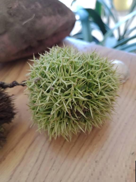 栗子好吃，但是挑选要擦亮眼睛，记住4个要点很重要