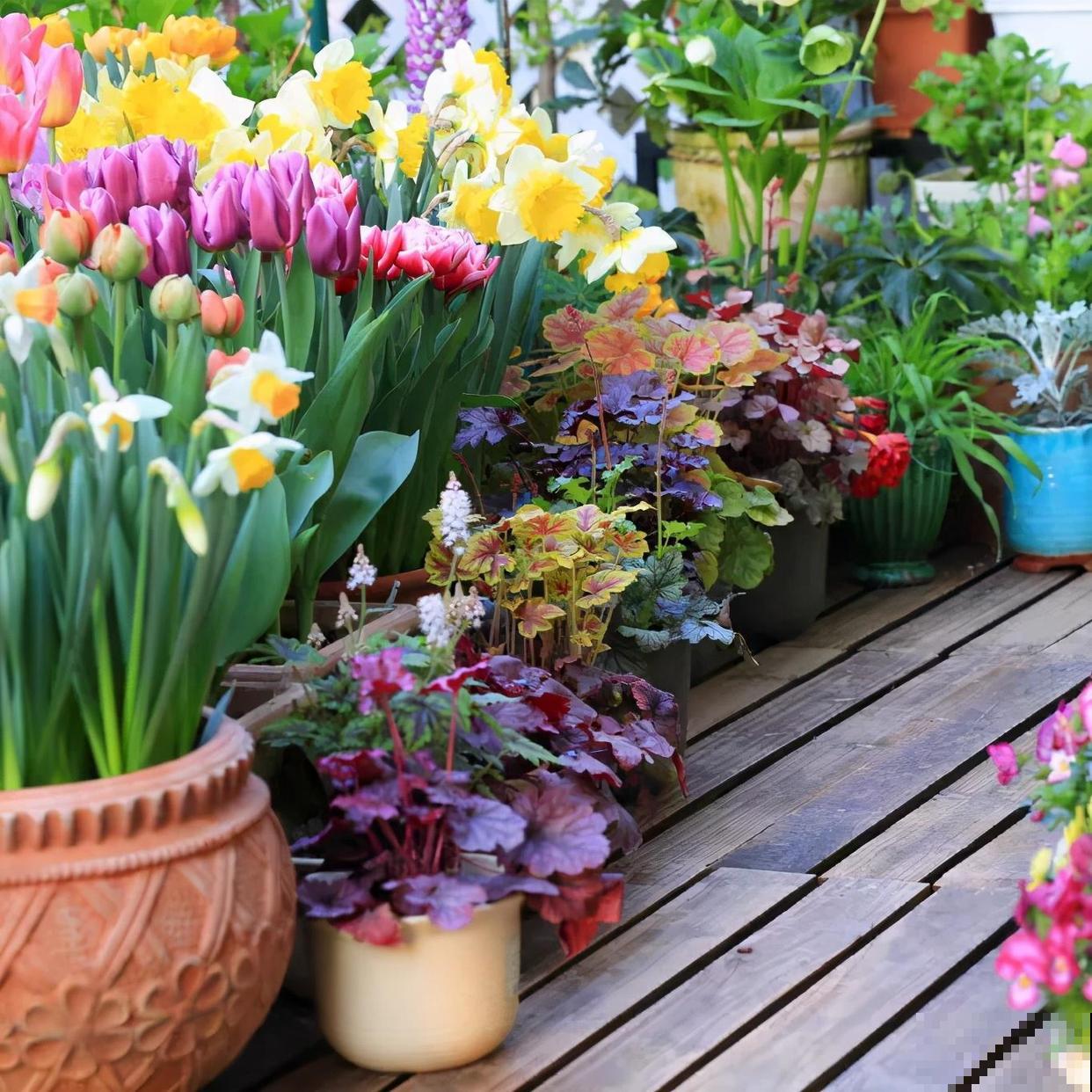 天冷了，花的叶子也能变色，一天一个样！