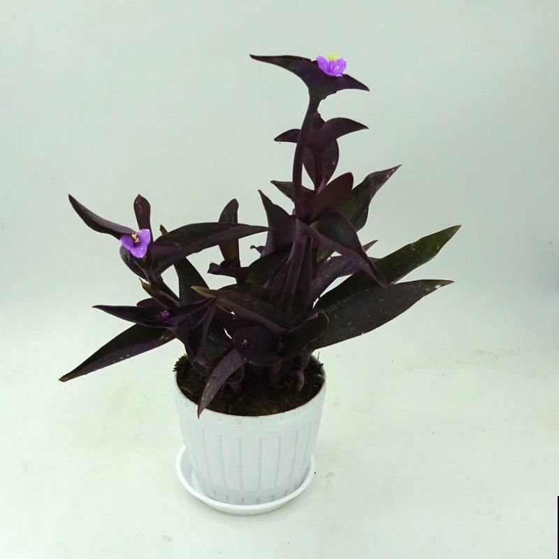 蓝紫色“精灵”鸭跖草,似蝴蝶花间飞舞,仙气十足! 蓝紫色“精灵”鸭跖草,似蝴蝶花间飞舞,仙气十足!