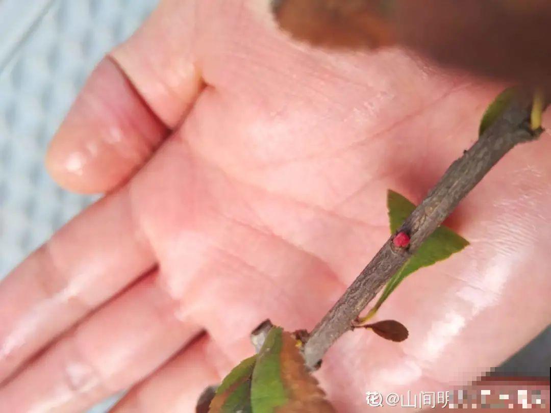 天凉了，9种花不能修剪，剪了以后不开花！