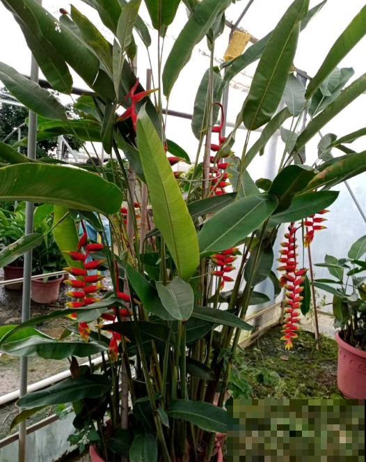 阳台种盆蝎尾蕉，一年四季开花，大气又漂亮！