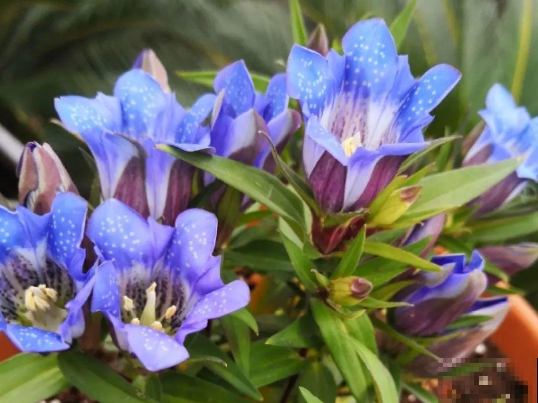 50种冬天开花植物,天冷了,照样冒花苞! 50种冬天开花植物,天冷了,照样冒花苞!