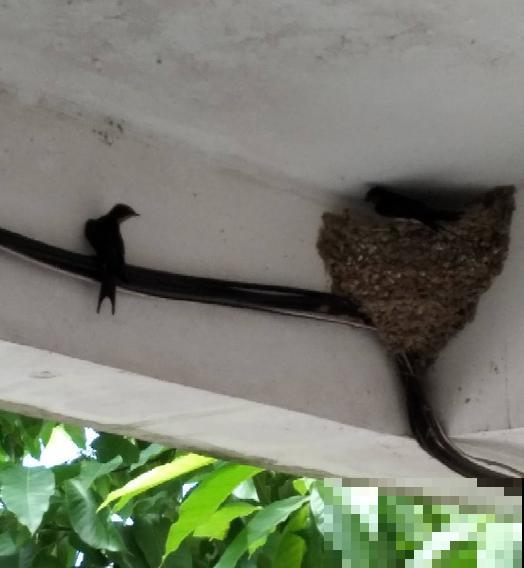 燕子窝不能戳？燕子筑巢有讲究，这么些年你做错了啥？