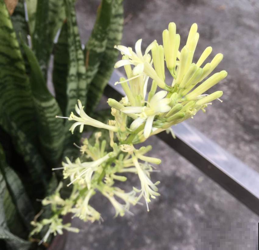 虎皮兰开花很简单，把根养好叶养肥，很快就开花！