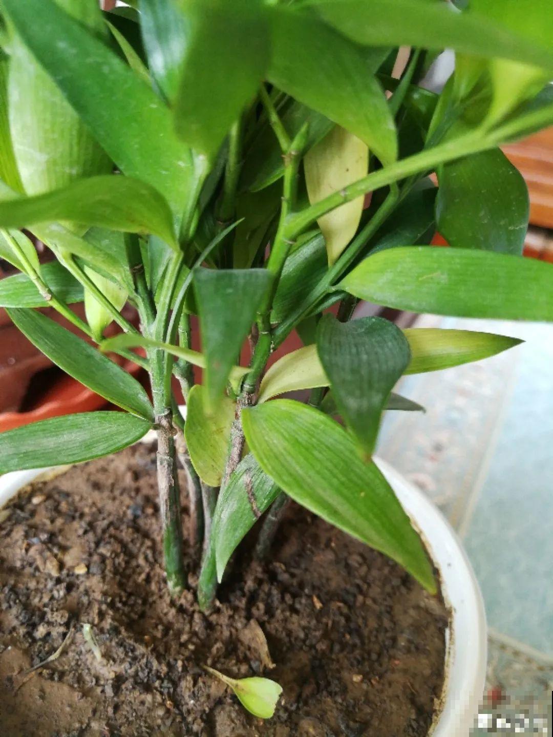 老祖宗留下来的养花谚语,真准! 老祖宗留下来的养花谚语,真准!