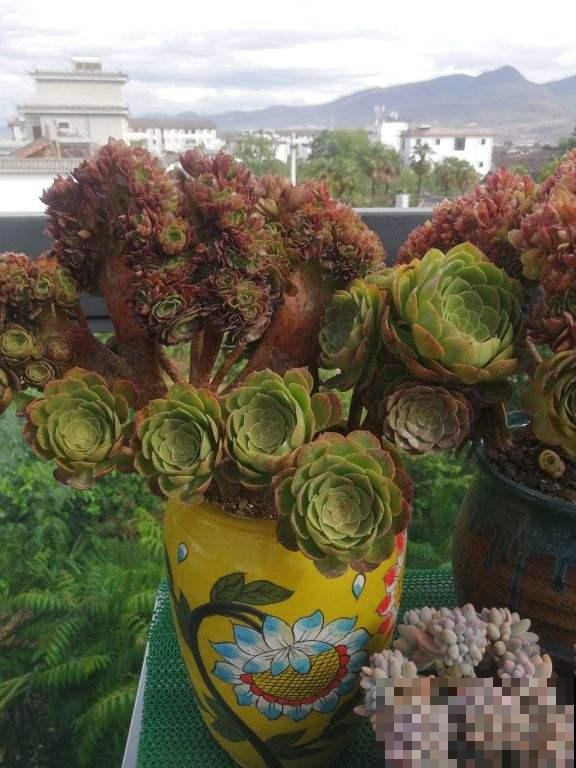 养多肉注意4个要点，新手也能养出缀化肉，看着特震撼