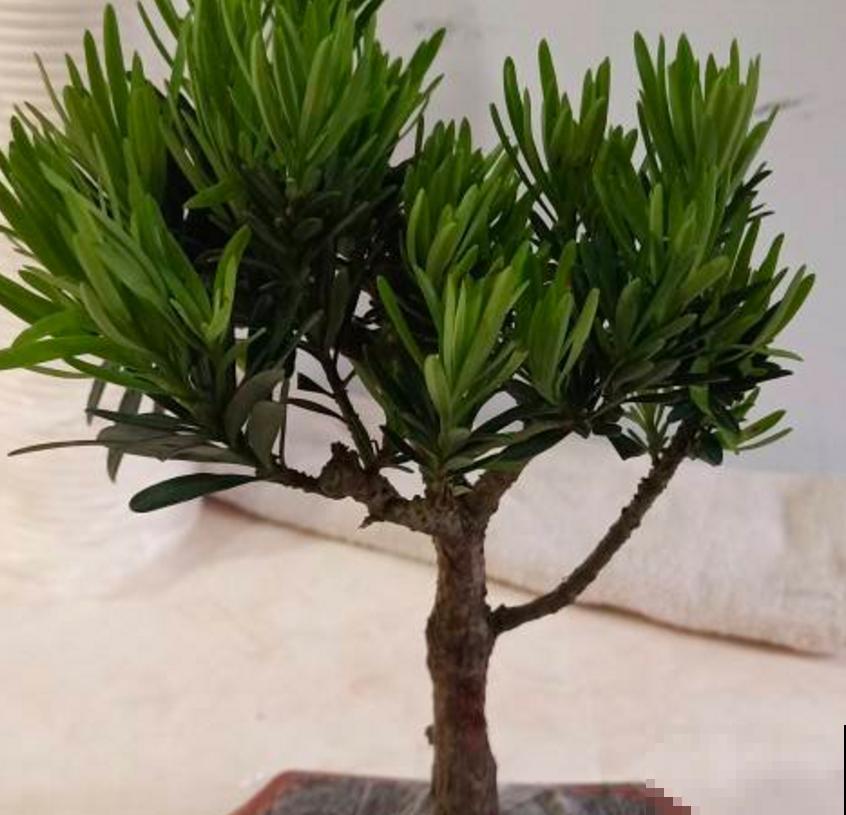 罗汉松盆景有气势，剪根枝条就能养，省钱省到家！