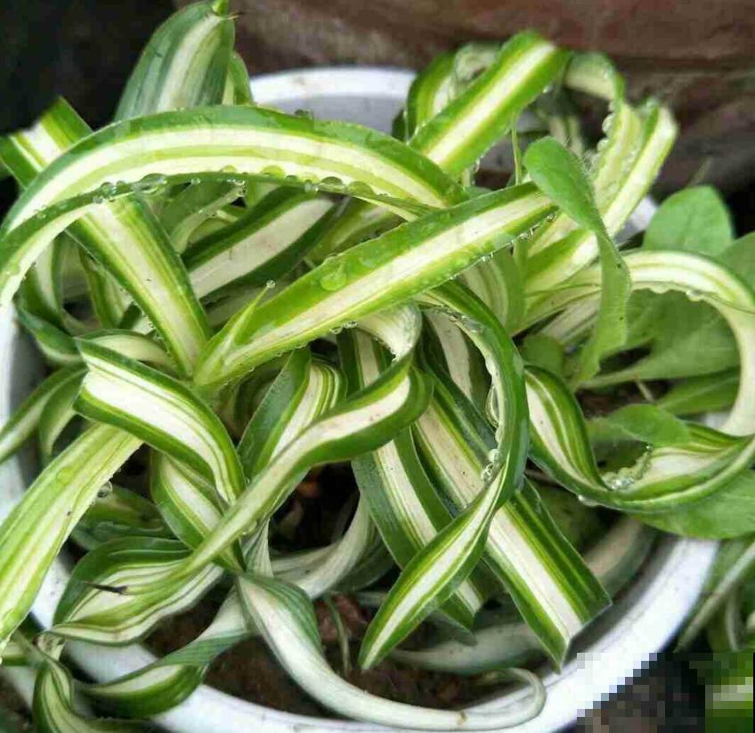 家里养盆卷叶吊兰,叶片卷曲似法国女郎,太迷人! 家里养盆卷叶吊兰,叶片卷曲似法国女郎,太迷人!