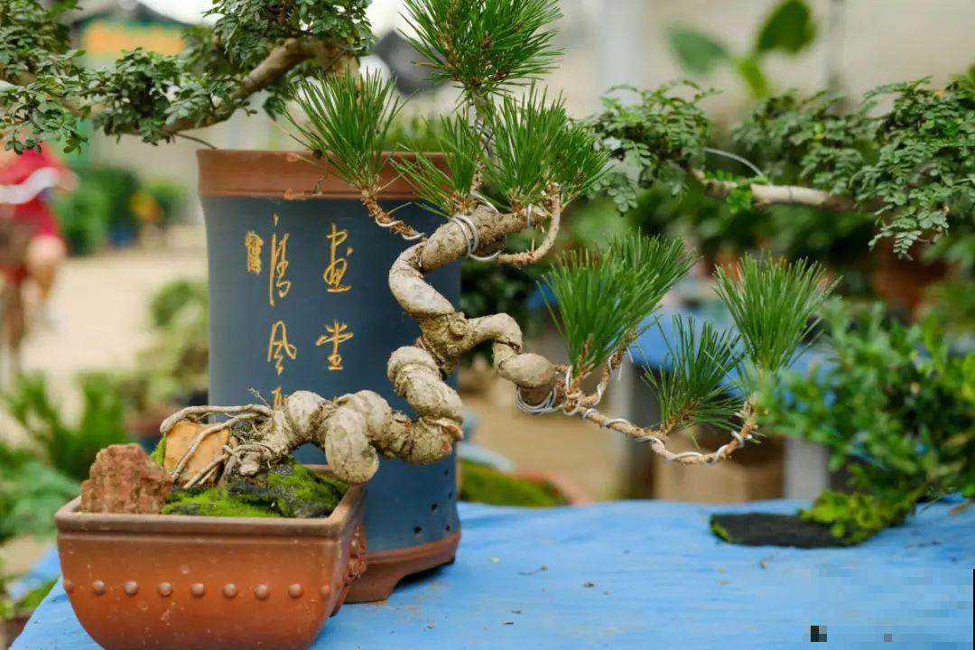 逛花市必买的花，十月入手刚刚好，不买亏大了！