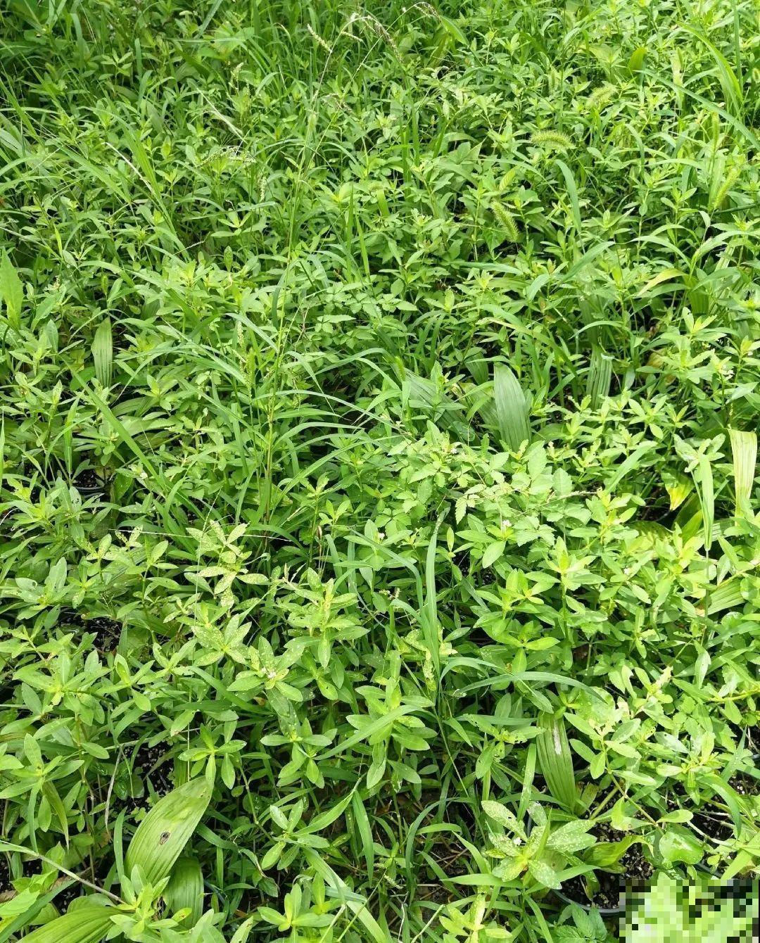 救命！入侵植物爬进院子，三年都杀不完！