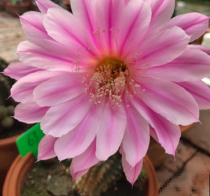 仙人球不开花？催花方法很多，做好这4点即可！