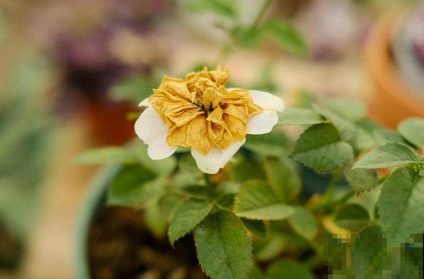 月季丑巴巴，不怪它，养护有问题，咋养也丑！