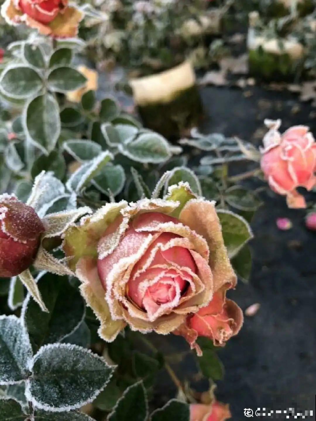 不同花卉耐寒程度不同，要根据品种来养护