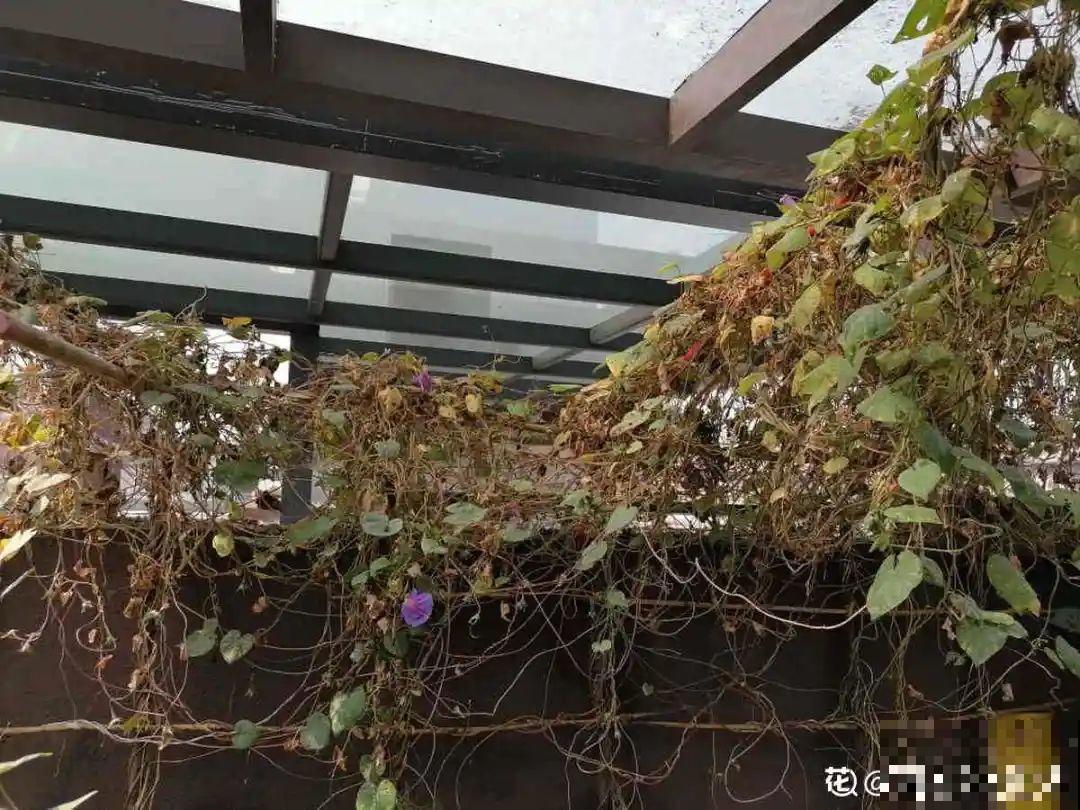 杀虫的好时机到了,虫卵一窝端,来年再也不生虫! 杀虫的好时机到了,虫卵一窝端,来年再也不生虫!