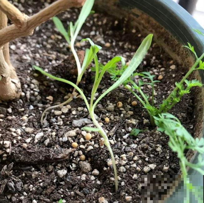 茼蒿菜这样养，一年四季不愁吃，特省钱！