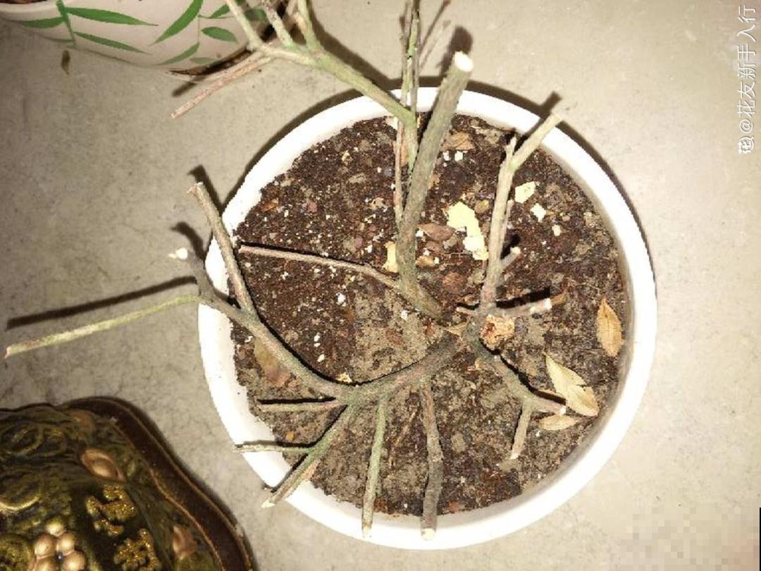 秋天特难养的花，养不活难受，还惹一肚子气！