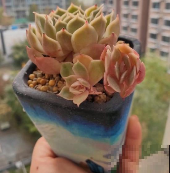 3种花不能总浇水，浇水越多越坏事，快停下来！