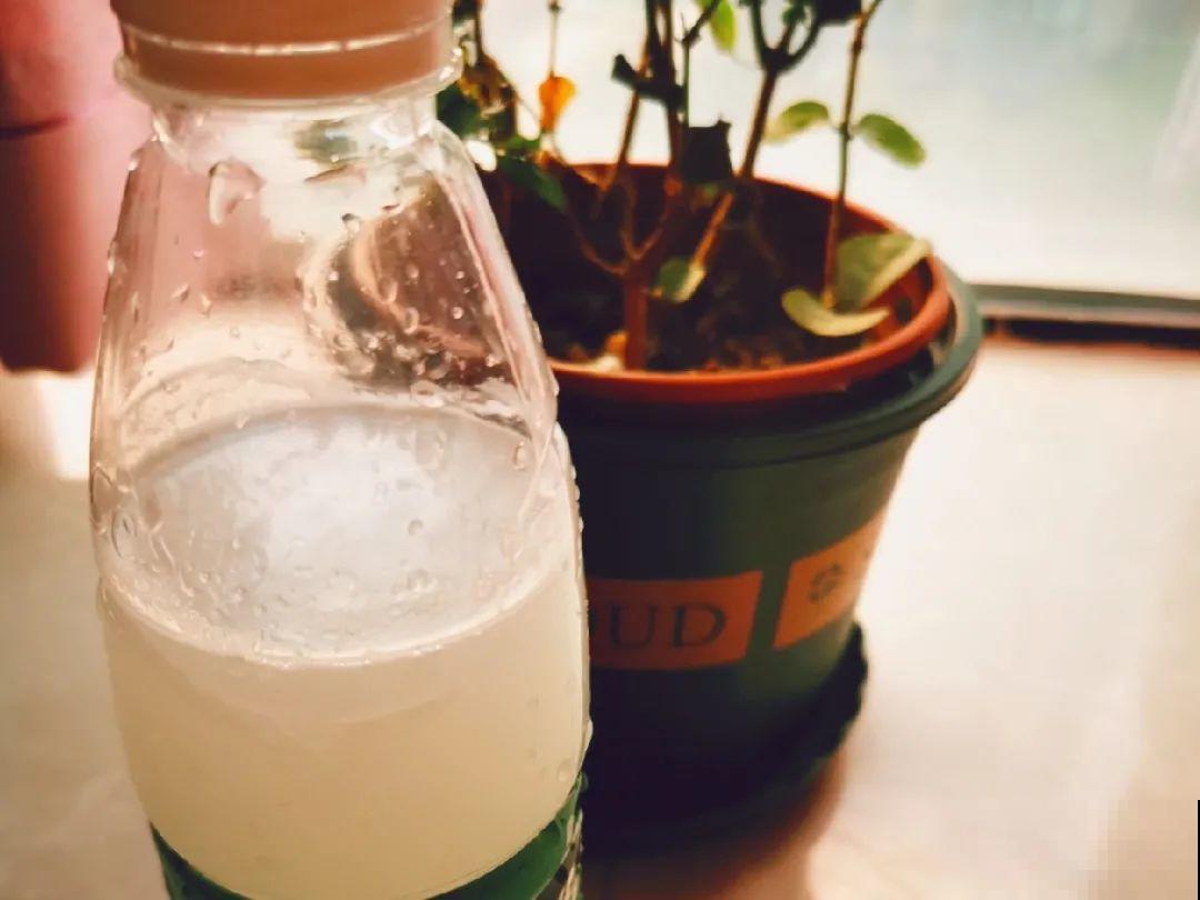 不敢用淘米水了,浇完花就死,土里都是虫! 不敢用淘米水了,浇完花就死,土里都是虫!