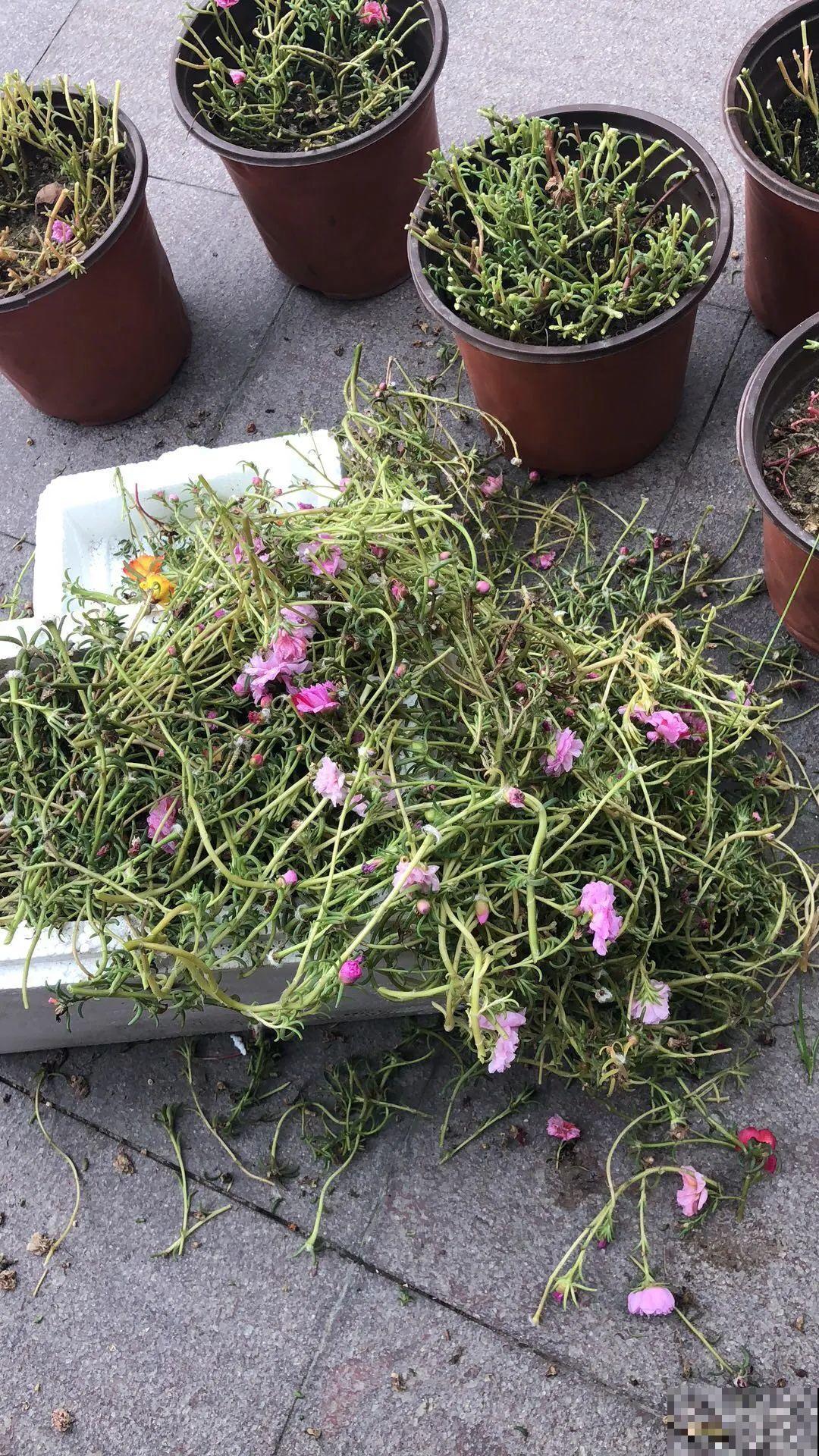 霜降来临，茉莉抓紧剪一波，更抗冻，好过冬！