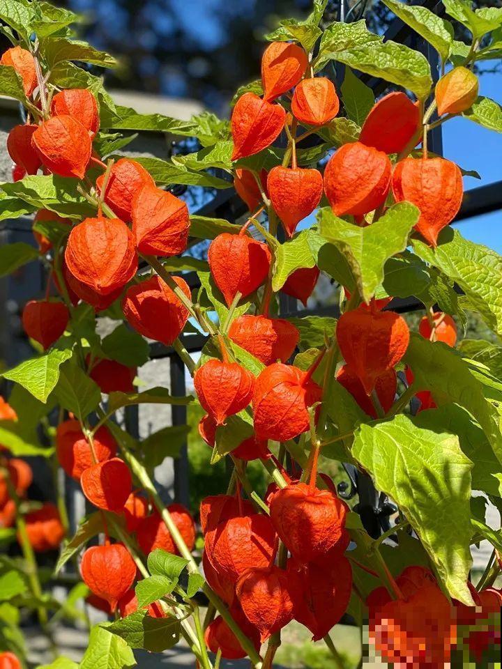 白菜在家养了8年,养成了老桩,长得可旺盛! 白菜在家养了8年,养成了老桩,长得可旺盛!