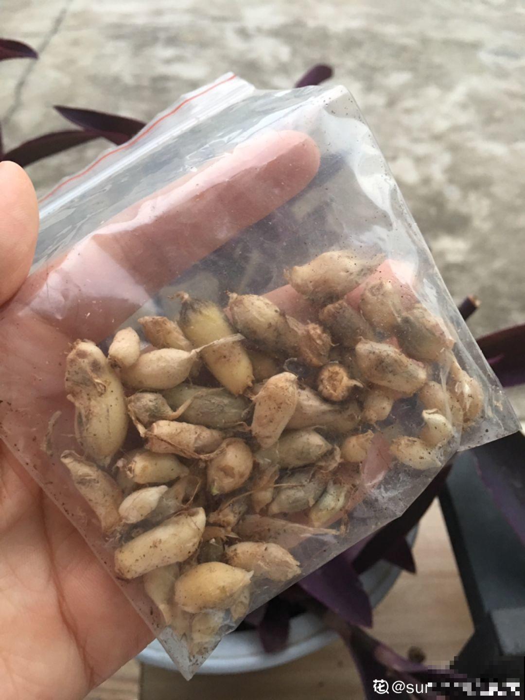 种球一直不开花,扔塑料袋里捂一捂,一周就发芽 种球一直不开花,扔塑料袋里捂一捂,一周就发芽