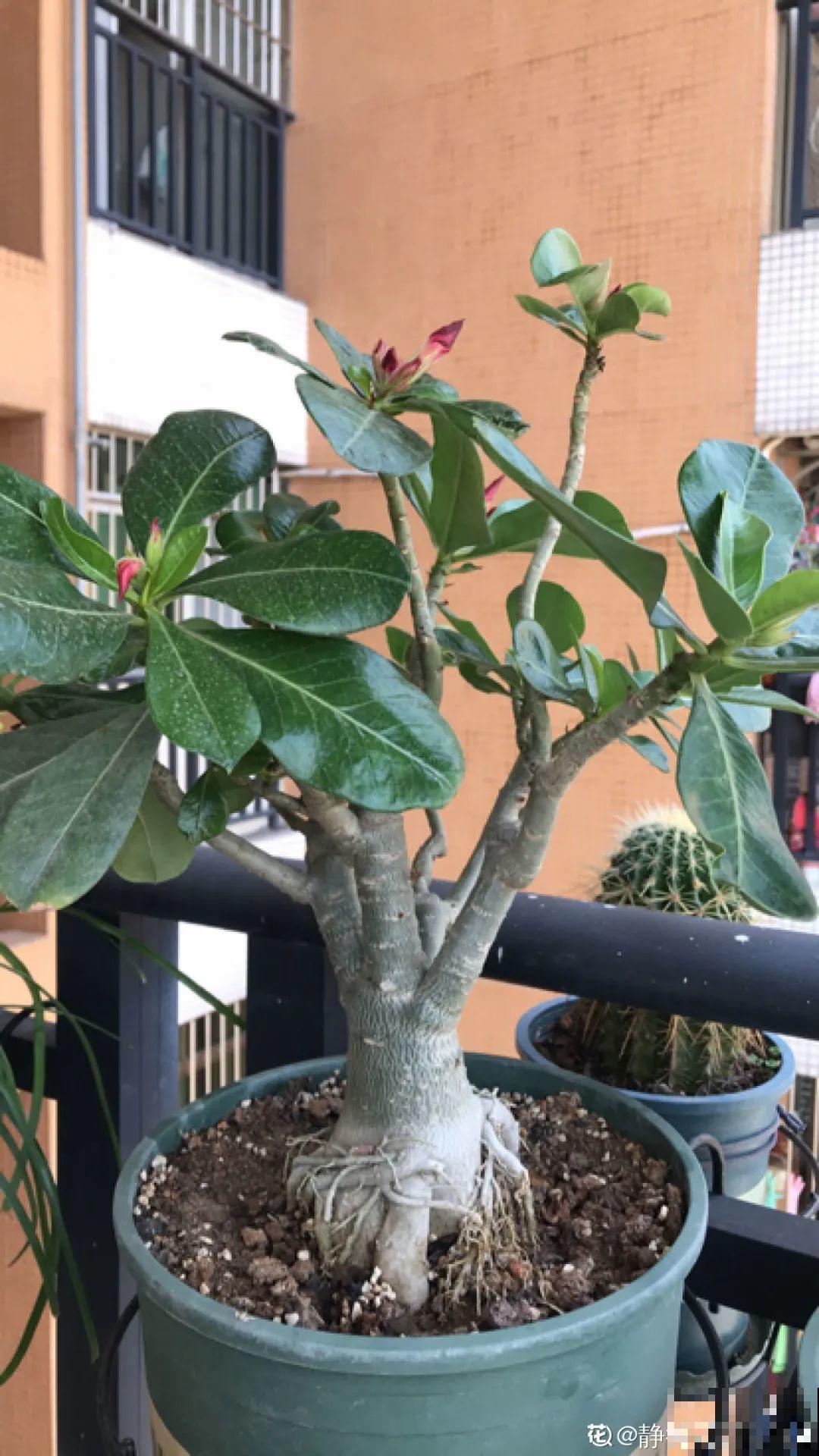 6种花特耐寒，断水两个月，也能正常生长