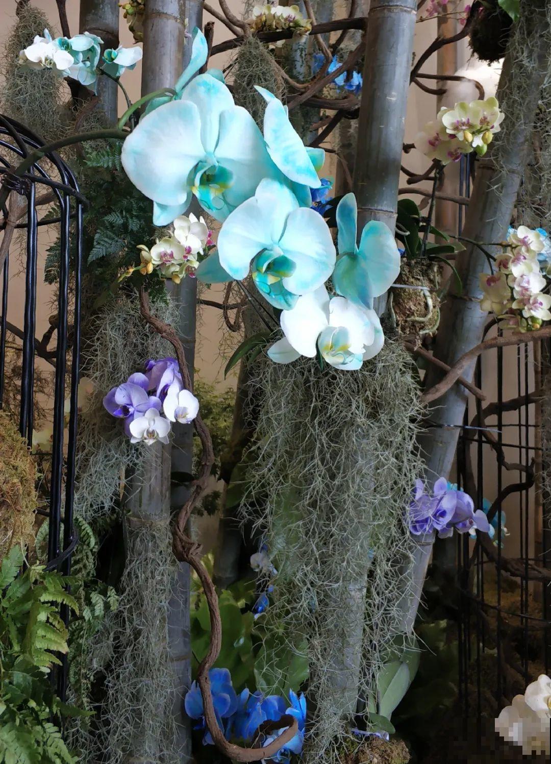 蓝色蝴蝶兰头一回见,一买就上当,养不活真生气! 蓝色蝴蝶兰头一回见,一买就上当,养不活真生气!