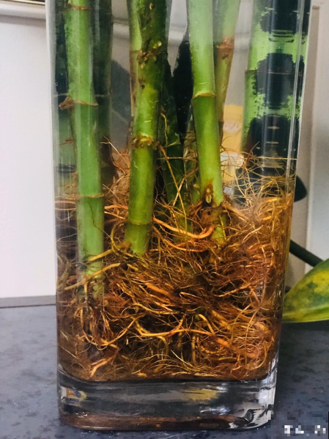 这花10块钱买一大把，丢水里冒出萝卜根，太好养！