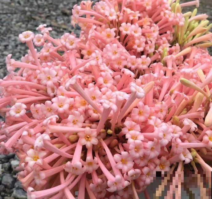 垂筒花适合在家养，香气甜美，闻了就有好心情！