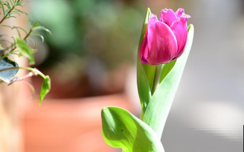 郁金香，大气又可爱，闻多了会“上头”！