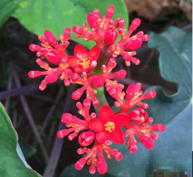 10种小众花，见过的人很少，养一盆特别有面子！