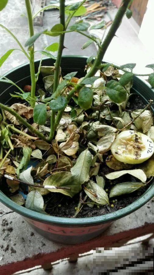 7种花冬天要休眠，看着好像枯死了，千万别丢掉