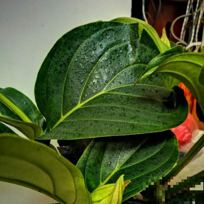 花中贵妇宝莲灯,娇气不好养,但是气质特高雅 花中贵妇宝莲灯,娇气不好养,但是气质特高雅