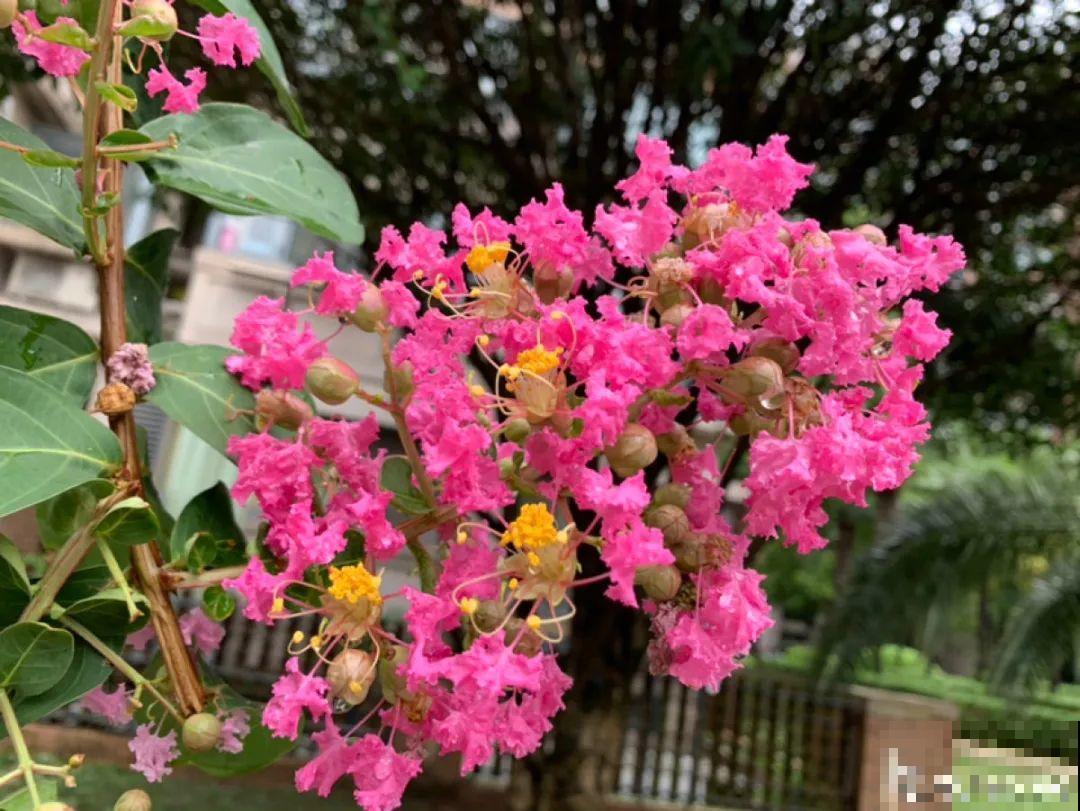 你在哪个城市，最适合养的花就是它！