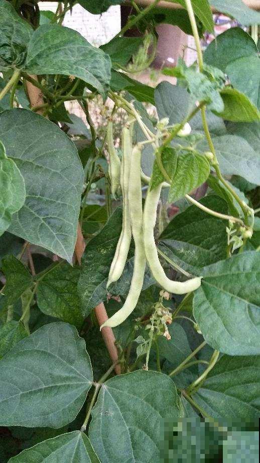 想要厨艺快速提升,教你4个做菜小技巧,超实用! 想要厨艺快速提升,教你4个做菜小技巧,超实用!