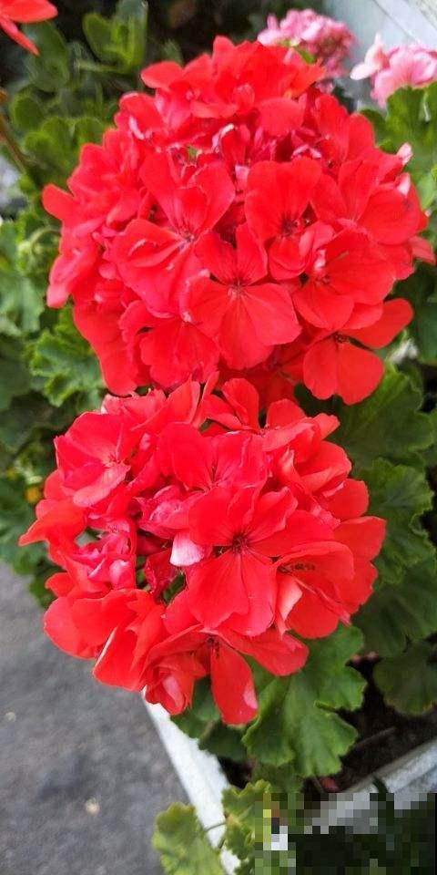 红红火火的“过冬花”，开花超热闹，适合冬天养