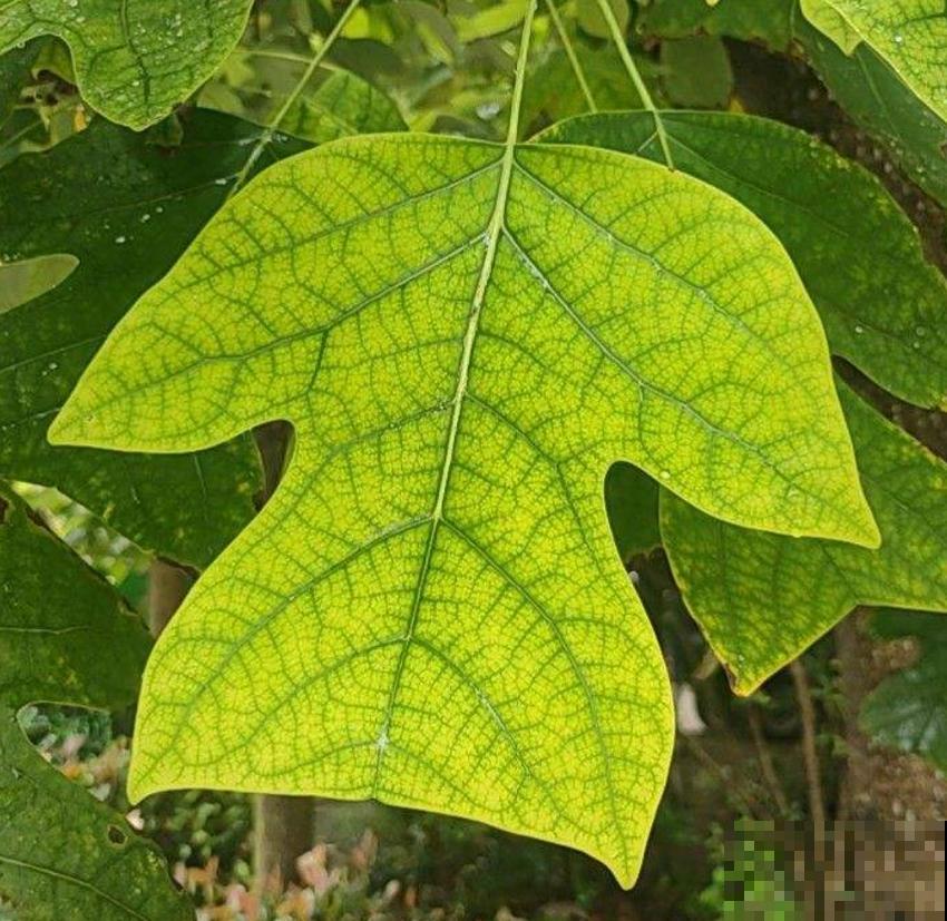 鹅掌楸很珍贵，制家具、入药、观赏样样行，家里建议养一棵！