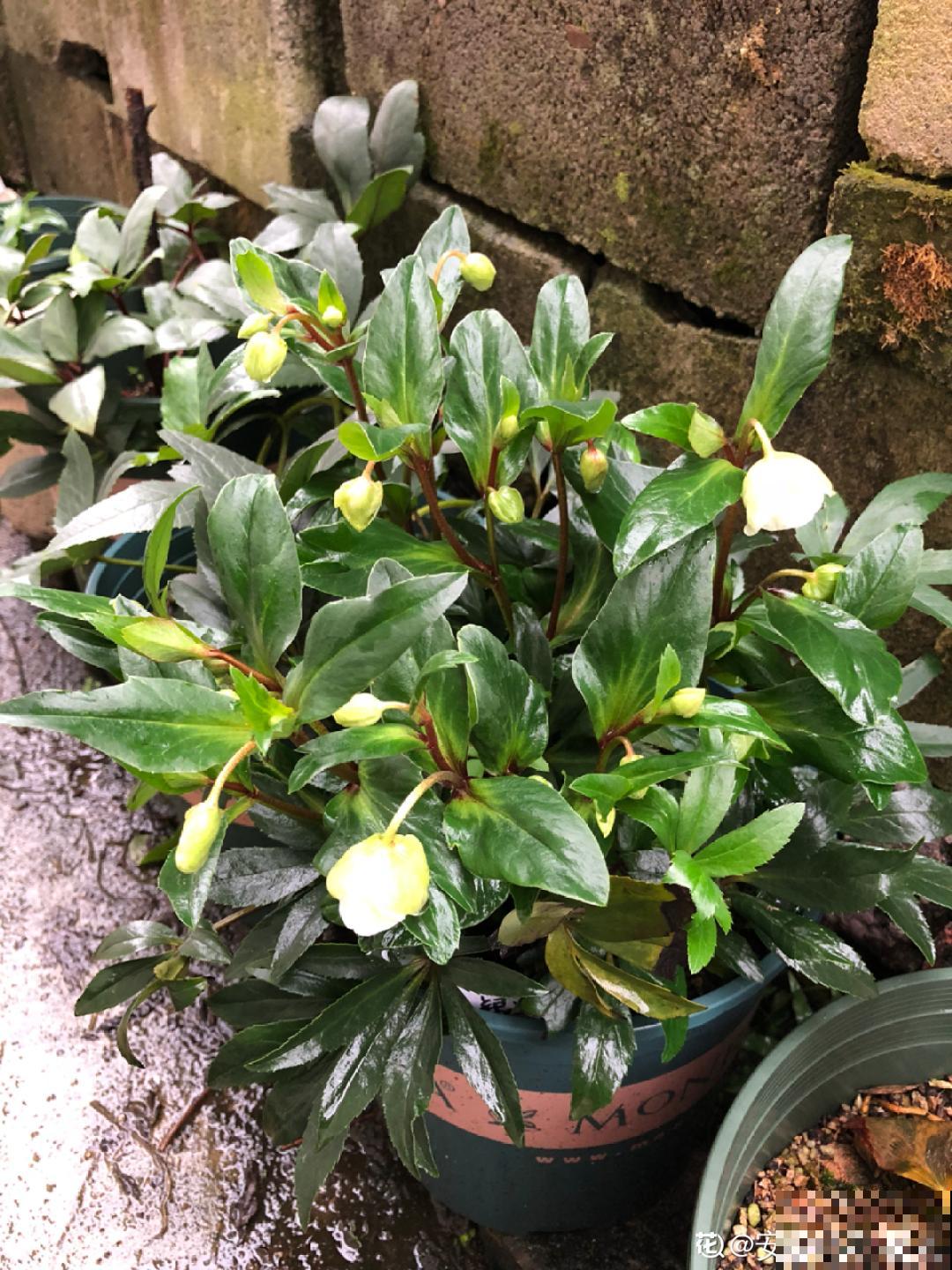 冬天养盆铁筷子,-20℃也能活,大雪天照样呼呼开花! 冬天养盆铁筷子,-20℃也能活,大雪天照样呼呼开花!