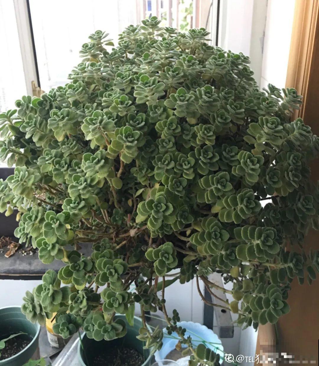 最大的长寿老桩,7年时间,养成盆景! 最大的长寿老桩,7年时间,养成盆景!