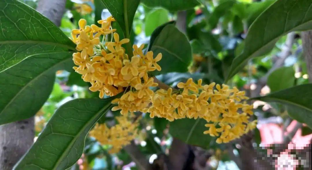 3种开花机器，喷点药水，杆子上全是花！