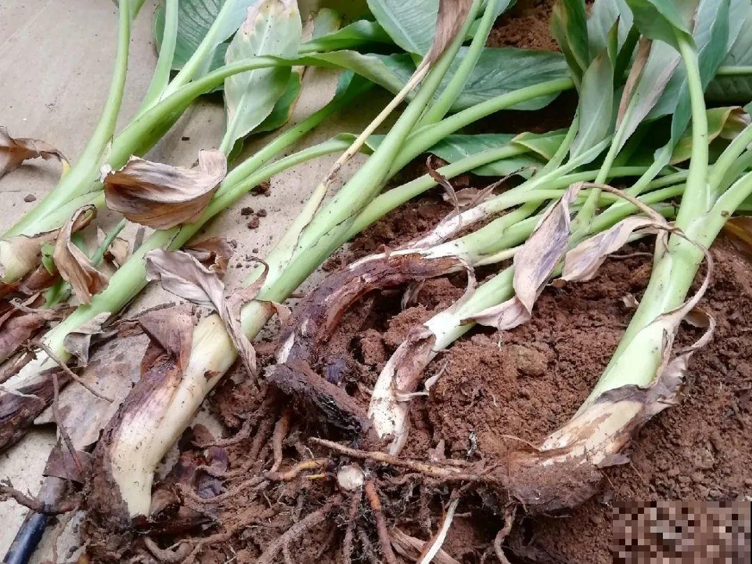 这种花很稀罕,以前喂猪没人要,现在抢破头! 这种花很稀罕,以前喂猪没人要,现在抢破头!