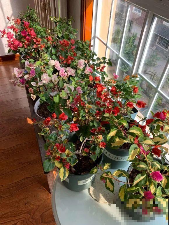 秋天降温快，家里养这9种花，要赶紧搬进屋了