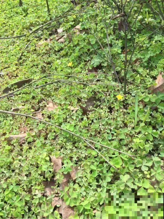 救命！入侵植物爬进院子，三年都杀不完！