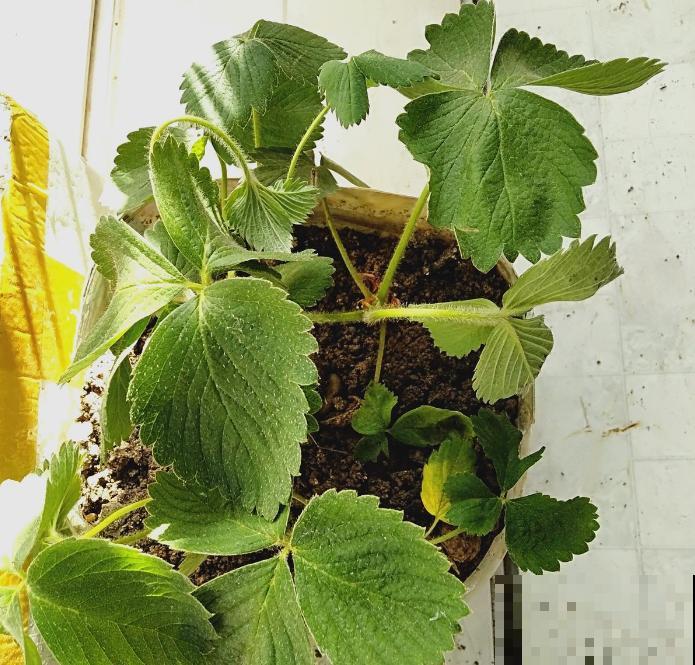 秋天定植盆栽草莓，养一养，过不了多久就挂果，馋！