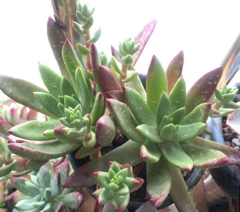 仙女杯养不好？生根太慢，催一催就好！