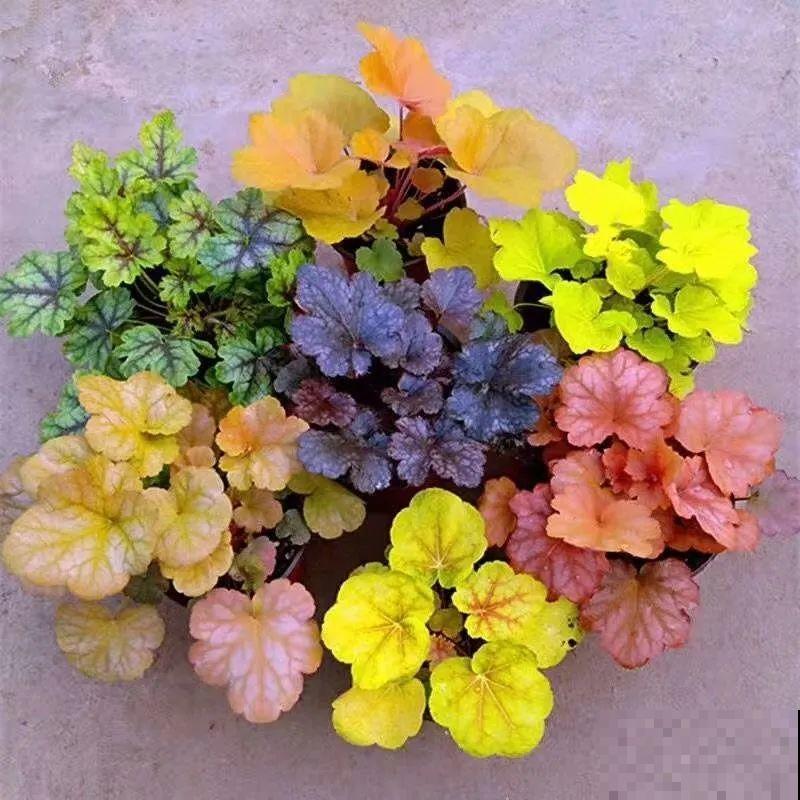 20种花特耐寒，放外面冻一冻，开花更多