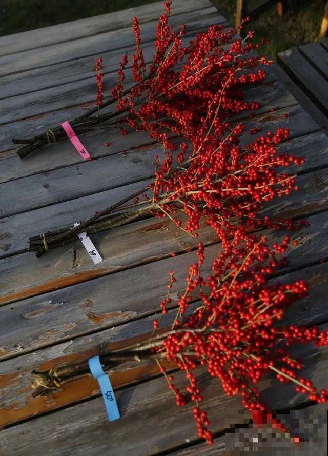不怕冷的花,越冻越红火,大冬天照样活 不怕冷的花,越冻越红火,大冬天照样活