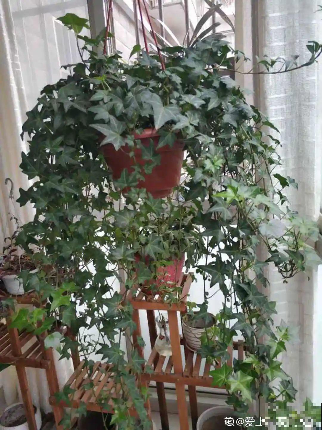 家里养棵球兰，开花漂亮，香味浓郁