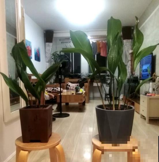 胜过绿萝的花卉，长这个样子，看过就爱上！