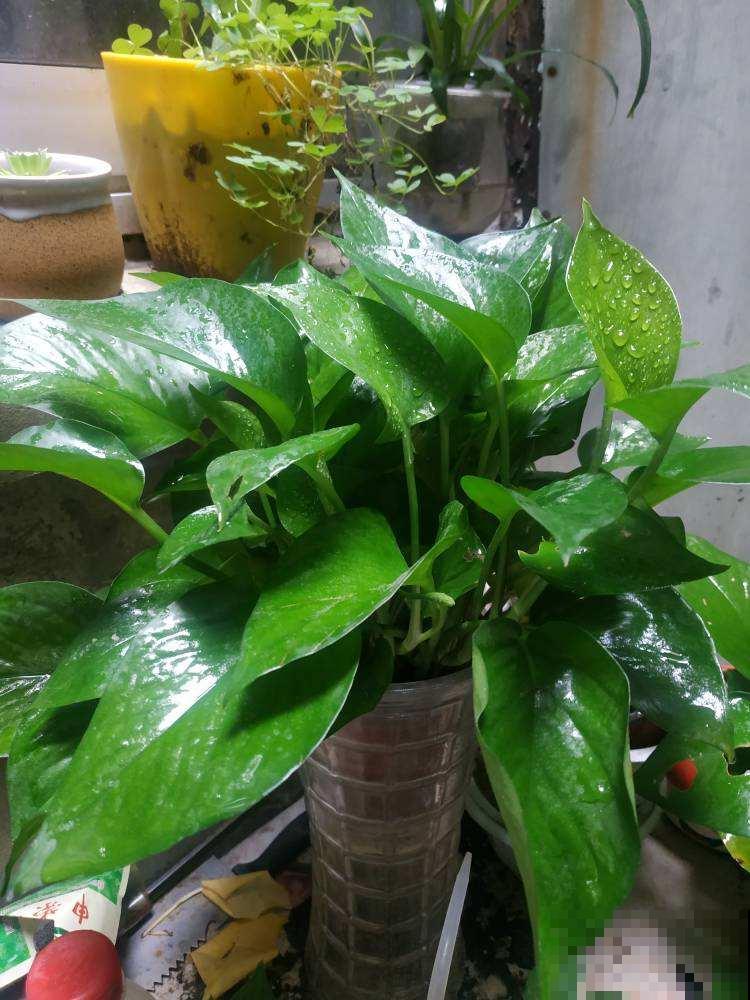 秋天室内太干燥,赶紧养点增湿花,室内特湿润 秋天室内太干燥,赶紧养点增湿花,室内特湿润